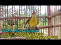 Download Lagu SUARA PIKAT ANAKAN BURUNG SOGON ONTONG PANCINGAN INDUKNYA