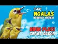 Lagu Terapi Pleci Bahan Agar Cepat Bunyi, Pleci Ribut Bikin Cepat Bunyi