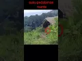 Download Lagu tertangkap kamera !!! suku mante asal aceh,berlari di pedalaman hutan#shorts