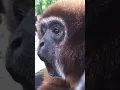 Download Lagu Monkey screams and spins then disappears