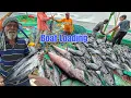 Lagu “Amazing !! Boat Loaded On YellowFin Tunas In Fourteenth Day!! You Dont Belive It!!!