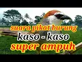 Download Lagu Suara Pikat Burung kaso - Kaso  | Kombinasi Sogok Ontong