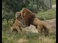 Lagu Lion vs Tiger  full battle HD original sound, (not clickbait) (real fight)