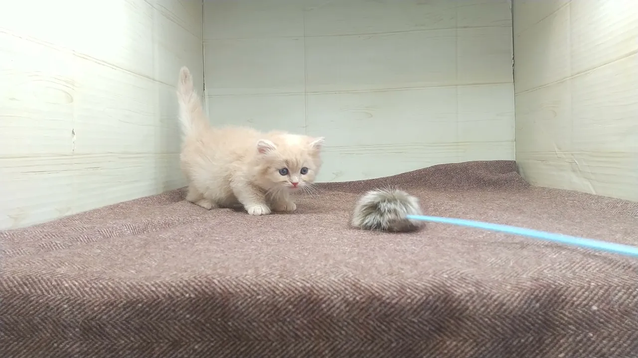 動画