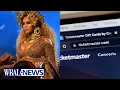 Buying Beyonce tickets Avoid concert scams