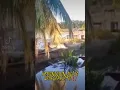 Download Lagu buaya kalimantan nih boss‼️ #viral #fyp #shorts #kalimantan #buaya