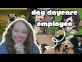 what it s REALLY like working at a DOG DAYCARE Q A