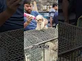 Shih Tzu puppy in kolkata dog market