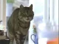 9  Importance of learning a second language Goldfish v  Kitty