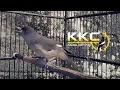 Download Lagu PANCINGAN SUARA MURAI AIR | PANCINGAN PIKAT \u0026 MASTERAN