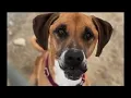 Bozeman woman uproots her life to adopt a dog in Helena