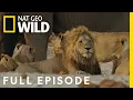 Download Lagu Uprising: Lion King Slayers | Bloody Wars in the Pride (Full Episode) | Savage Kingdom