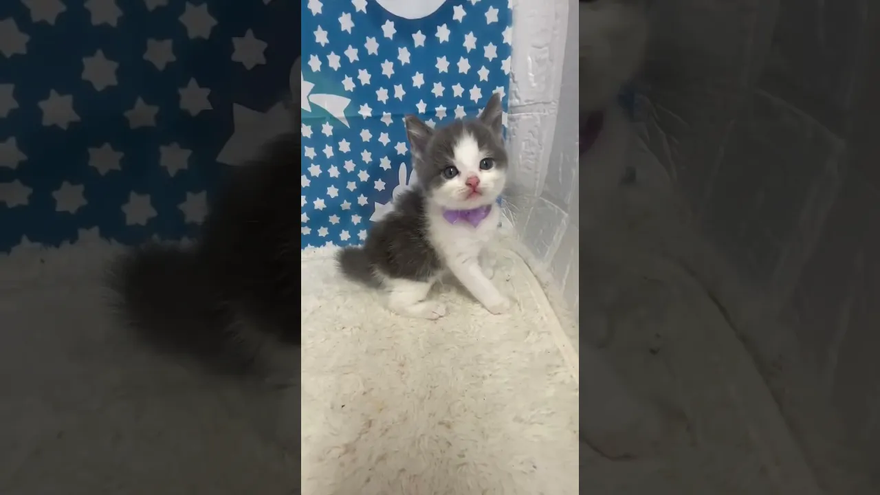 動画