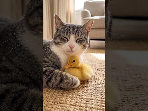 AI Story: Cat Sits on a Duck Egg, Then Raises the Duckling