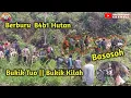 Download Lagu Tak Disangka❓️ Penghuni Hut4n BUKIT KILAH berhamburan Keluar