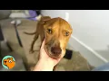 Skin-and-Bones Pittie Was Rescued After Being Spotted Online Cuddle Buddies
