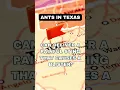 Download Lagu Ants in Texas Facts
