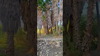 مياه العيون تجف حول طبريا جفاف العين قحط 