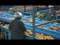 Citrus Packhouses 8 Quality Management