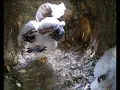 Download Lagu Watch This Kestrel Chick Get Used to Walking | Discover Wildlife | Robert E Fuller