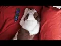 Video di Introducing the Roku Press Paws Remote