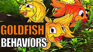 goldfish behavior what do these goldfish behaviors mean