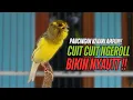 Download Lagu SUARA Kenari GACOR PANJANG Pancingan \u0026 masteran Kenari Paud AGAR gacor AMPUH Kenari MACET bunyii