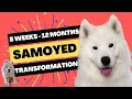 Samoyed Puppy 8-Week to 12-Month Transformation Boo the Samoyed