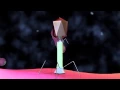 Bacteriophage T4 Virus - 3D Animation