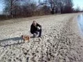 Download Lagu Gayo (vizsla pup) voor het eerst naar het strand