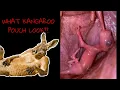 KANGAROOS POUCH CHECK
