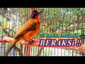 Download Lagu Burung kutilang emas gacor dor