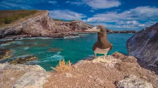 Ep 32. The Galapagos of Mexico, Isla Isabela!!