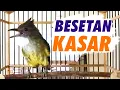 Lagu MASTERAN CUCAK JENGGOT GACOR FULL TEMBAKAN SUPER KASAR COCOK UNTUK MURAI BATU