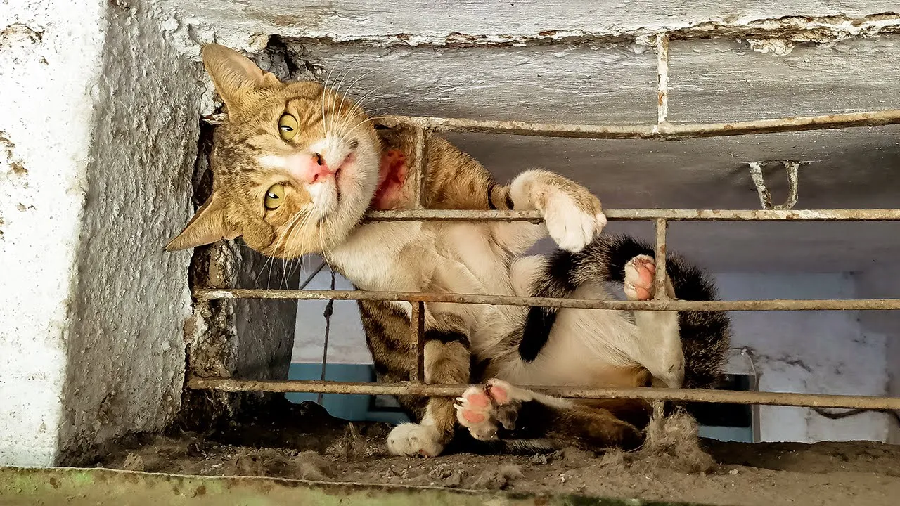 The Cat's Head trapped in Metal Shop Window