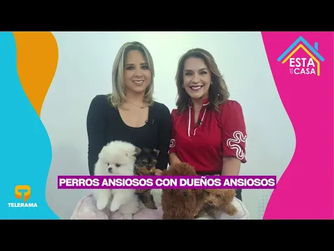 Perros ansiosos con dueños ansiosos