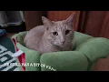 Taming A Feral Cat - Oliver s Story