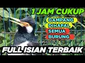 Lagu SUARA JALAK SUREN GACOR FULL ISIAN MASTERAN KOMPLIT AMPUH untuk PANCING JALAK AGAR CEPAT GACOR