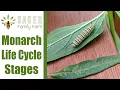 Monarch Life Cycle Stages Sager Family Farm