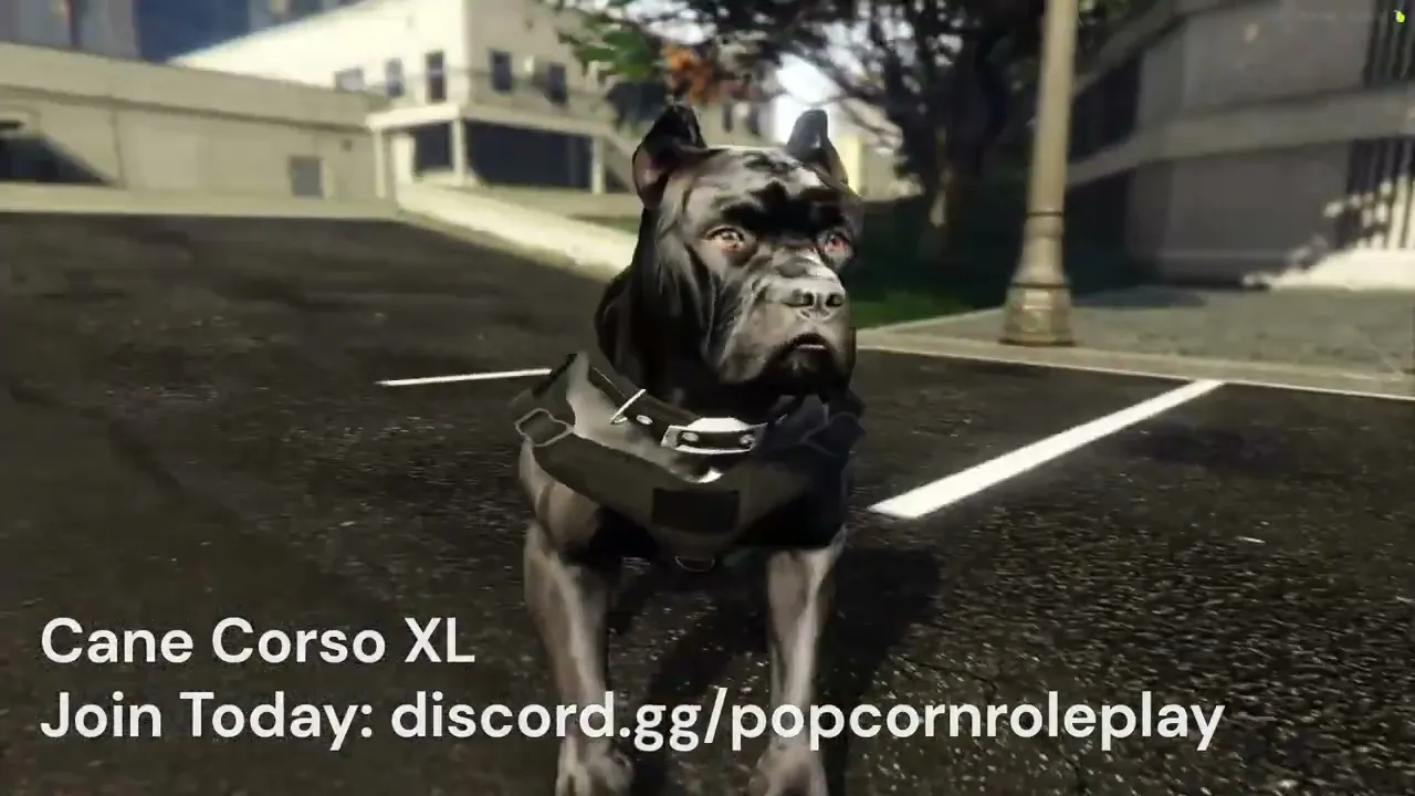 Cane Corso (Regular + XL)