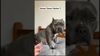 كلب يعض صاحبو دكتور تطعيم Dog اكبر إبرة 