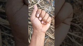 I found Unique beetles red stipe weevil