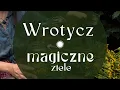 Lagu Jak rozpoznać, suszyć i korzystać z właściwości wrotyczu oraz czy faktycznie jest zakazany przez UE?