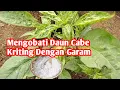 Lagu Cara memulih kan daun cabe keriting dengan garam cepat sembuh total