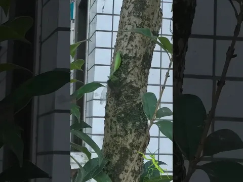 Mantis Religiosa Atrapando una Cigarra 🦗🫴 [Dato Curioso al final] 🤯