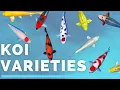 Koi varieties - How to identify the koi in your pond