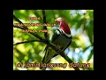 Download Lagu suara pemanggil burung walik dijamin langsung datang
