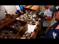 Behind The Scenes Blue Crabbing The Process
