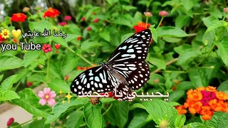 أنشودة دينيه ابا القاسم  حالات واتساب   مقاطع دينيه    اللهم صل على  سيدنا محمد دندنها
