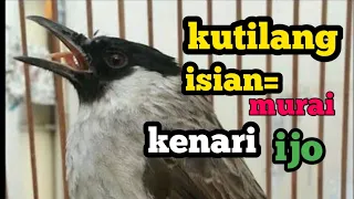 suara burung kutilang gacor full isian kenari murai cucak ijo cocok buat masteran